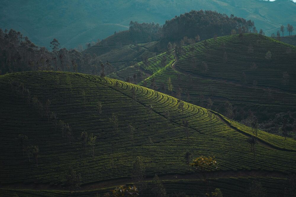 Munnar — Tea gardens & hills